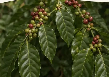 Cerises de café sur la branche