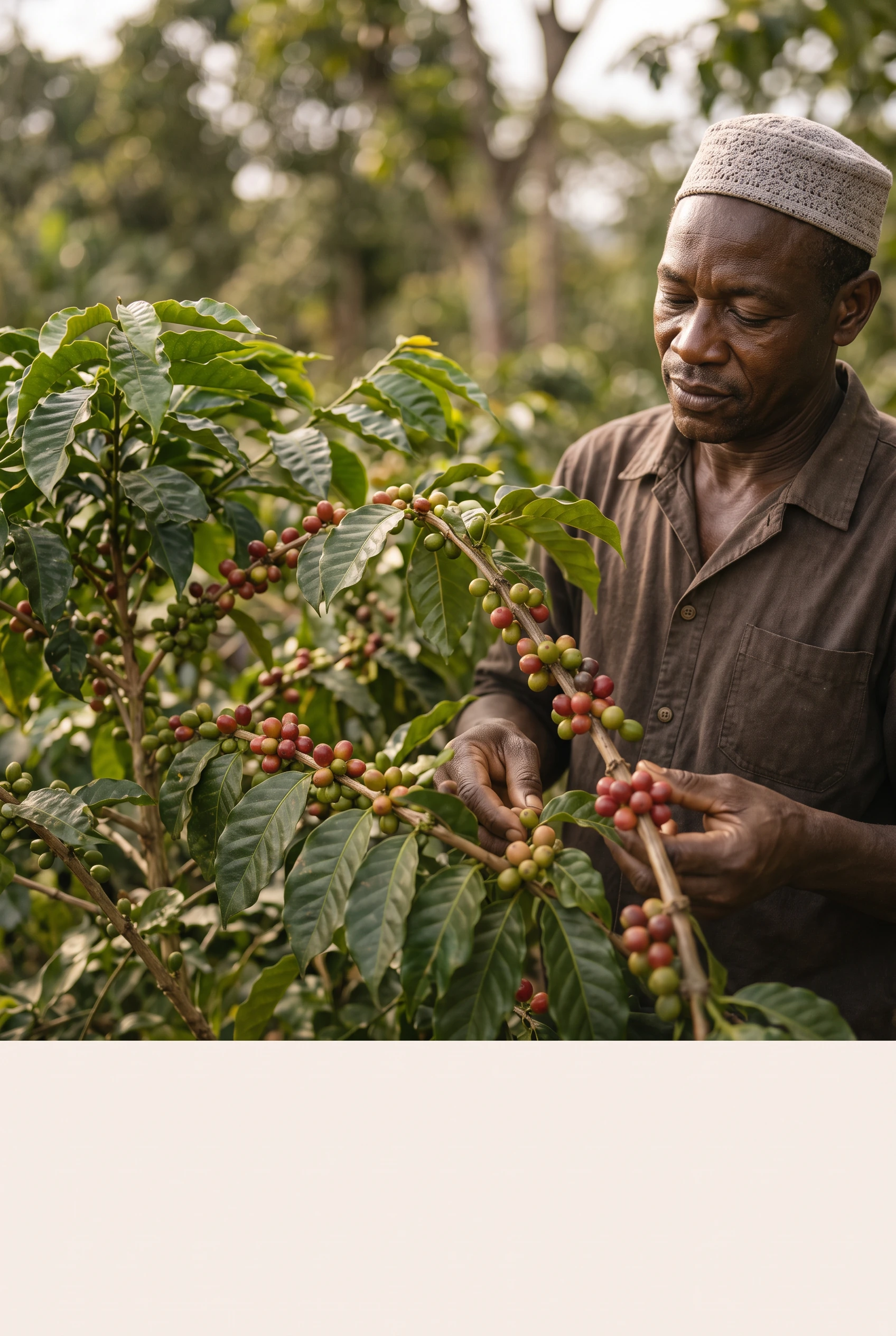 Producteur partenaire récoltant des cerises de café
